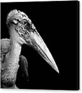 Portrait Of Marabou Stork In Black And White Canvas Print