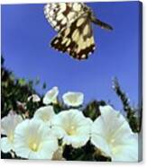 Marbled White Butterfly Canvas Print