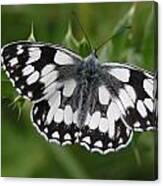 Marbled White Canvas Print