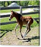 Mare Foal90 Canvas Print