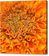 Marigold Marcro Canvas Print