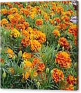 Marigolds Canvas Print