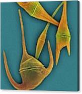 Marine Dinoflagellates (ceratium Spp.) Canvas Print