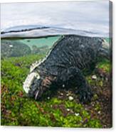 Marine Iguana Eating Algae Galapagos Canvas Print