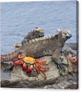 Marine Iguana Pair And Sally Lightfoot Canvas Print