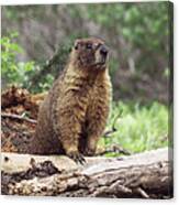 Marmot Canvas Print