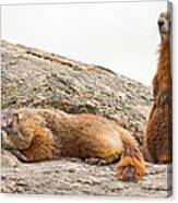 Marmots In Yellowstone Canvas Print