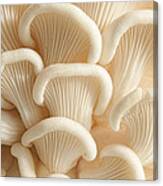 Marvelling The Mushroom - Ii Canvas Print