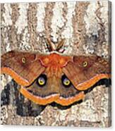 Marvelous Moth Canvas Print