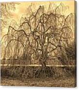 Marvelous Tree At Longwood Gardens Canvas Print
