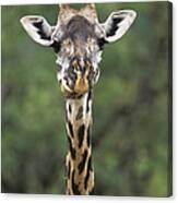 Masai Giraffe Serengeti Canvas Print