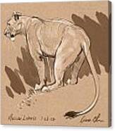 Masai Lioness Canvas Print