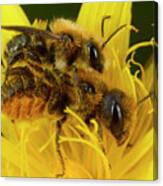 Mason Bees Mating Canvas Print