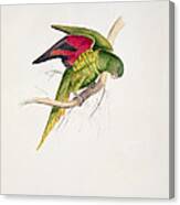 Matons Parakeet Canvas Print