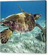 Maui Turtle Canvas Print