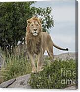 Meeting Of The Eyes - Lion Canvas Print