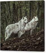 Meeting With White Wolves Canvas Print