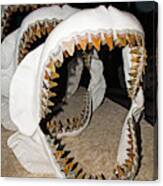 Megalodon Jaws Models Canvas Print