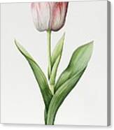 Meissner Porsellan Tulip Painting by Sally Crosthwaite - Fine Art America