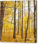 Mellow Yellow Canvas Print