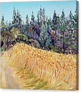 Mendocino High Grass Meadow At Susan's Place In July Canvas Print