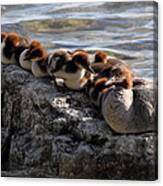 Merganser Family Canvas Print