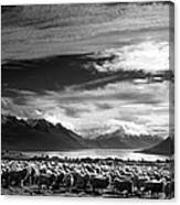 Merinos At Lake Wakatipu Canvas Print