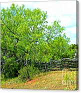 Mesquite Tree And Cedar Post Fence Canvas Print