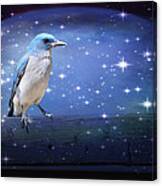 Mexican Blue Jay Canvas Print
