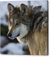 Mexican Gray Wolf Canvas Print