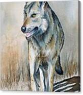 Mexican Grey Wolf Canvas Print