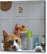 #micio #gatto #cat #ginger Canvas Print
