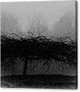 Middlethorpe Tree In Fog Bw Canvas Print