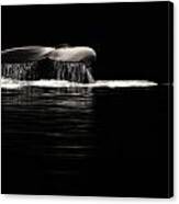 Midnight Humpback Canvas Print