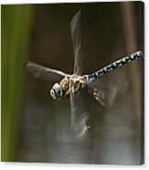 Migrant Hawker Dragonfly In Flight Canvas Print