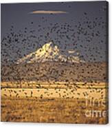 Migrating Flock Canada Geese Canvas Print
