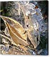 Milkweed Ii Canvas Print