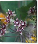 Milkweed With Monarch Caterpillars Canvas Print