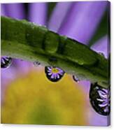 Mini Asters Canvas Print