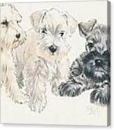 Miniature Schnauzer Puppies Canvas Print