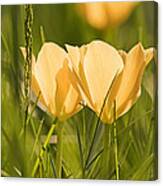 Miniature Tulips Of Apricot Canvas Print