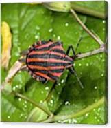 Minstrel Bug Canvas Print