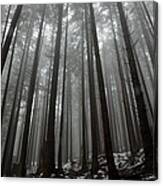 Mist In The Woods Canvas Print