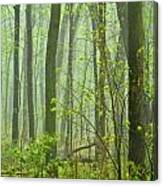 Misty Forest Canvas Print