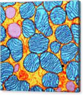 Mitochondria Canvas Print