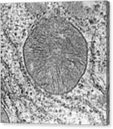 Mitochondrion Em Canvas Print