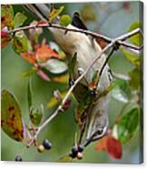Mockingbird And Fall Berries Canvas Print