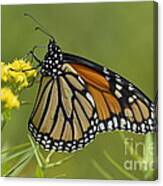 Monarch 2014 Canvas Print