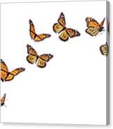 Monarch Butterflies In Various Flying Canvas Print