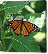 Monarch Butterfly 36 Canvas Print